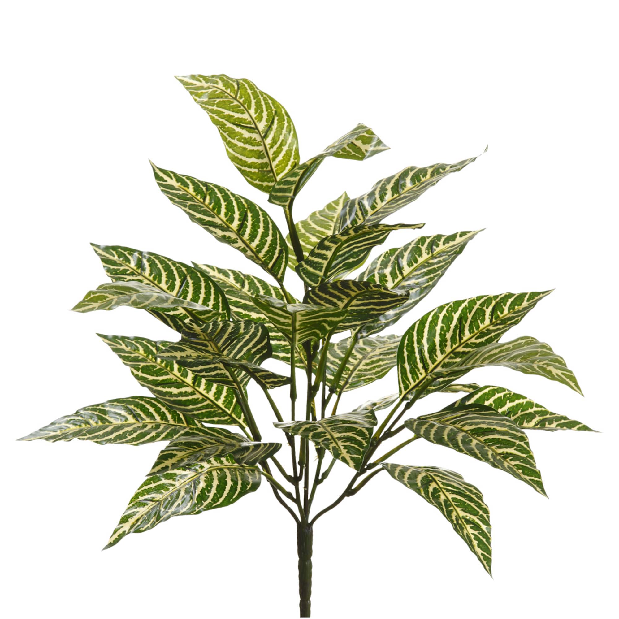 Zebra Bush Classic Greenery by Ashland®